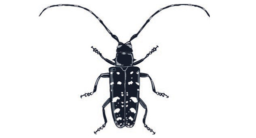 Asian-longhorn-beetle.jpg